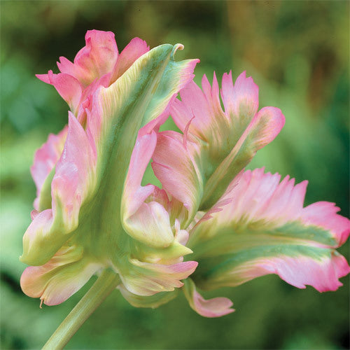 Tulipa 'Green Wave'