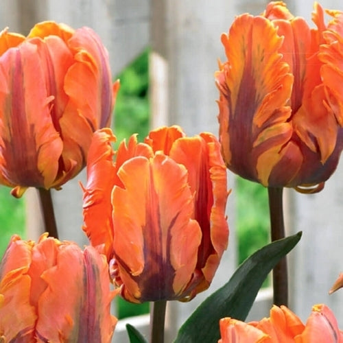 Tulipa 'Amazing Parrot'