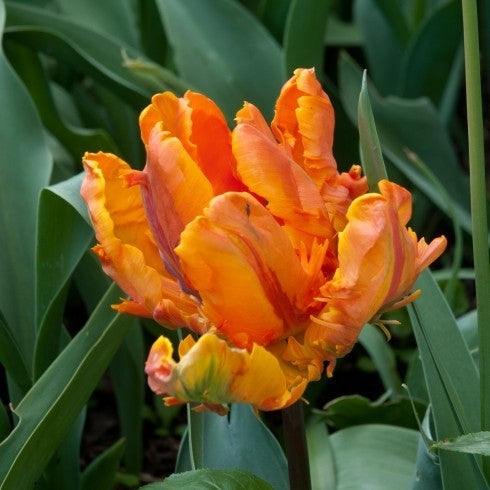 Tulipa 'Amazing Parrot'