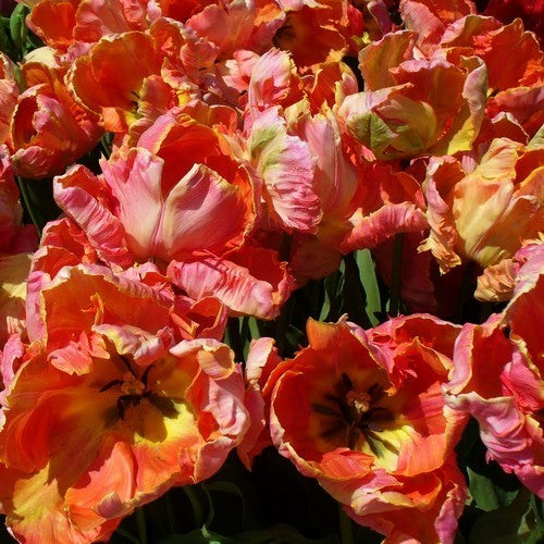 Tulipa 'Parrot King'