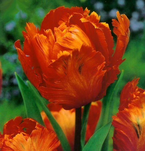 Tulipa 'Parrot King'