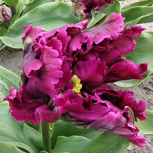 Tulipa 'Parrot Negrita'