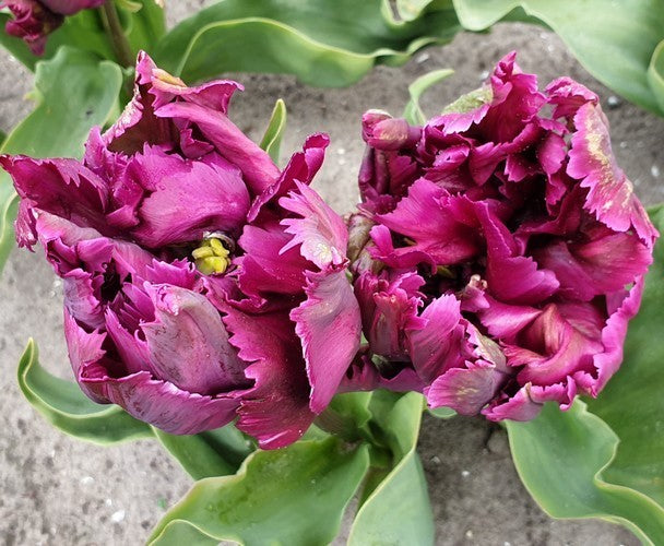 Tulipa 'Parrot Negrita'