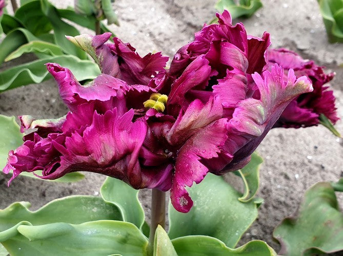 Tulipa 'Parrot Negrita'