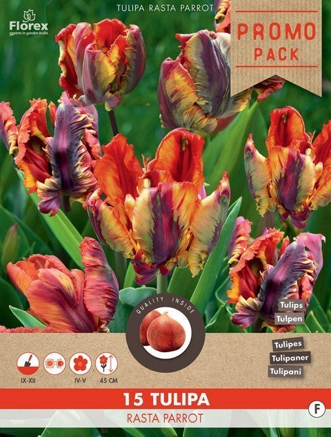 Tulipa 'Rasta Parrot'