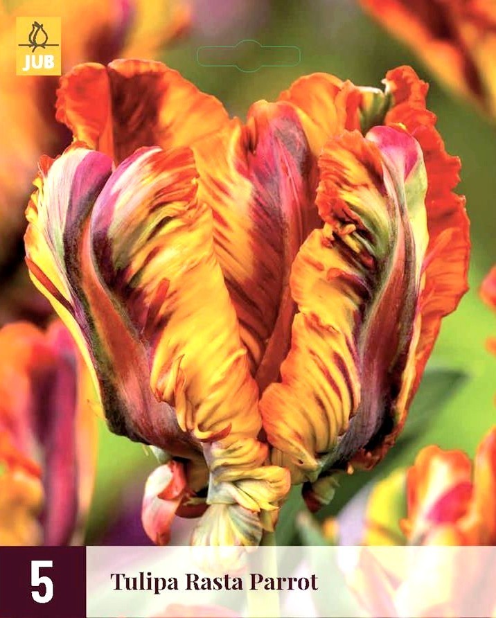 Tulipa 'Rasta Parrot'