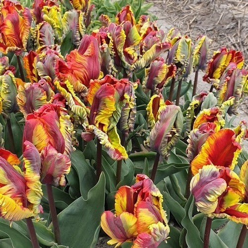 Tulipa 'Rasta Parrot'