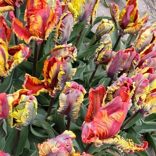 Tulipa 'Rasta Parrot'