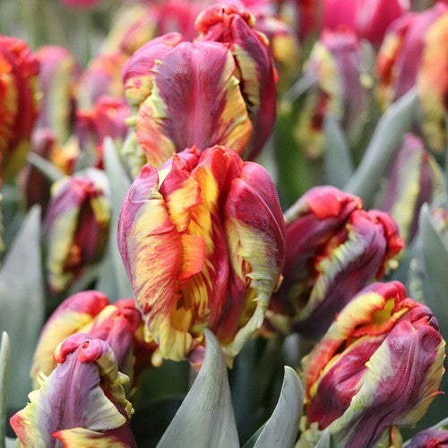 Tulipa 'Rasta Parrot'