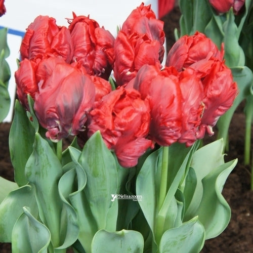 Tulipa 'Rococo' / 'Shining Parrot'