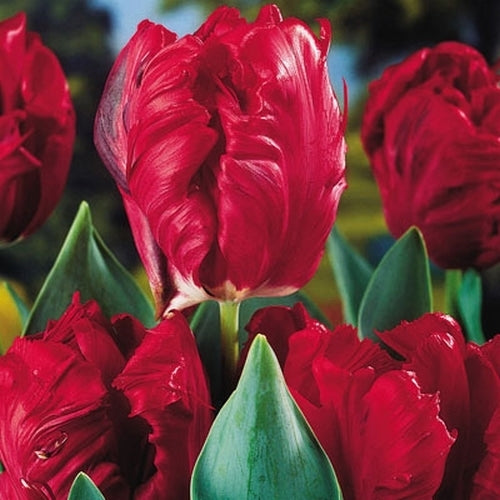 Tulipa 'Rococo' / 'Shining Parrot'