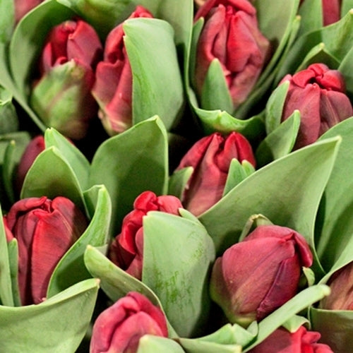 Tulipa 'Rococo' / 'Shining Parrot'
