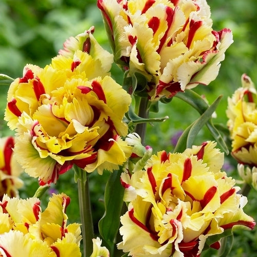 Tulipa 'Texas Flame'
