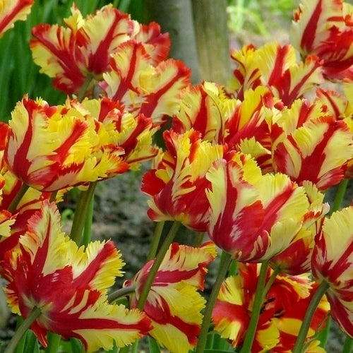 Tulipa 'Texas Flame'