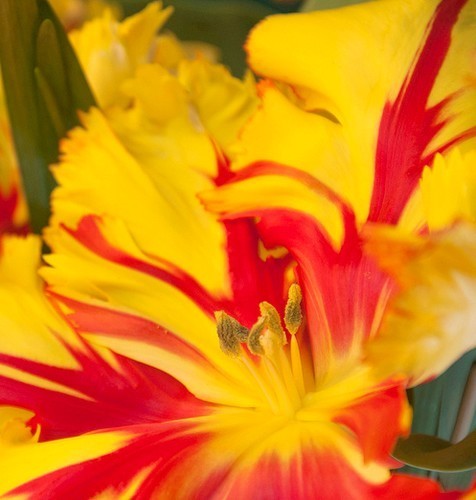 Tulipa 'Texas Flame'