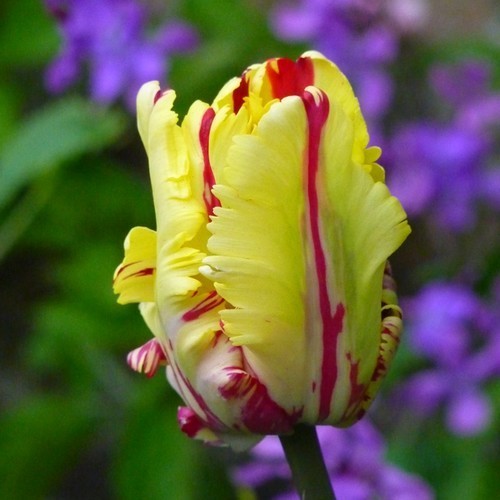 Tulipa 'Texas Flame'
