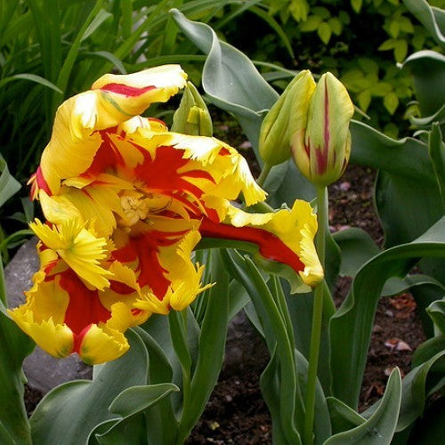 Tulipa 'Texas Flame'