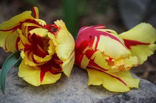 Tulipa 'Texas Flame'