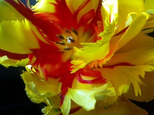 Tulipa 'Texas Flame'