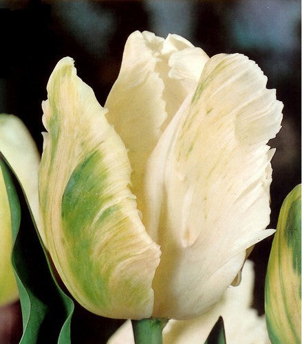 Tulipa 'Super Parrot'