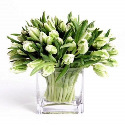 Tulipa 'Super Parrot'
