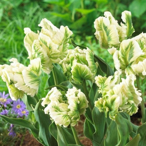 Tulipa 'White Rebel'