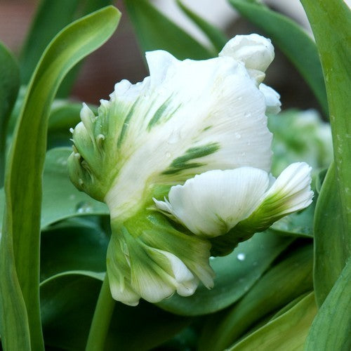 Tulipa 'White Rebel'