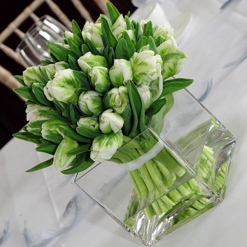 Tulipa 'White Rebel'