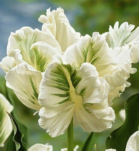 Tulipa 'White Rebel'