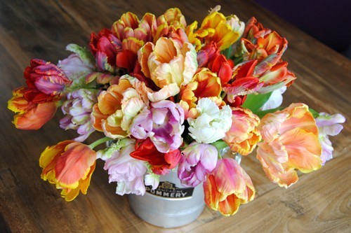 Tulip 'Mix'