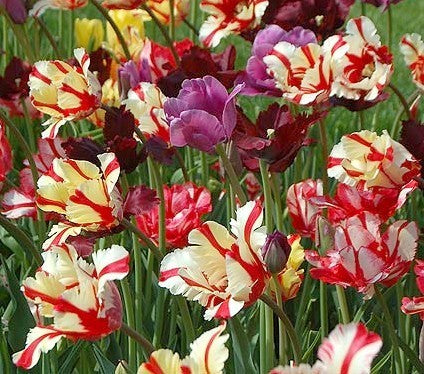 Tulipa 'Mix'