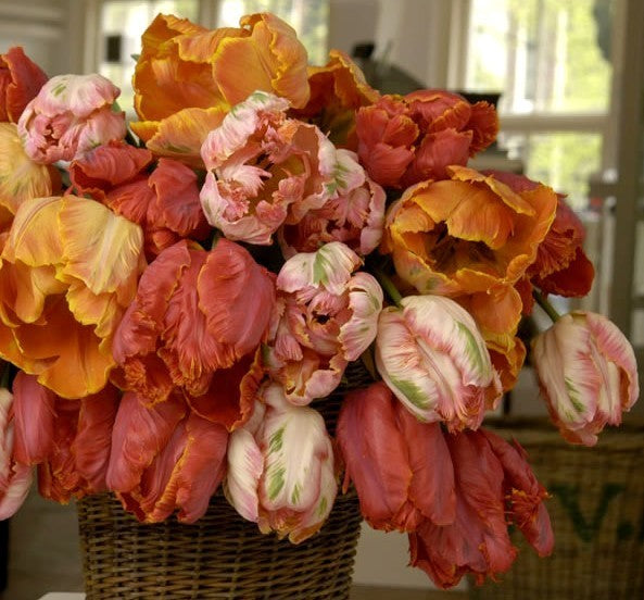 Tulipa 'Mix'
