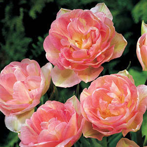 Tulipa 'Angelique'