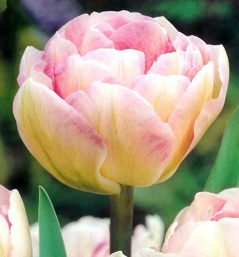 Tulipa 'Angelique'