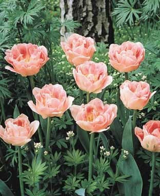 Tulipa 'Angelique'