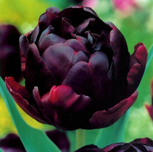 Tulipa 'Black Hero'