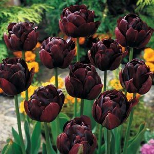 Tulipa 'Black Hero'