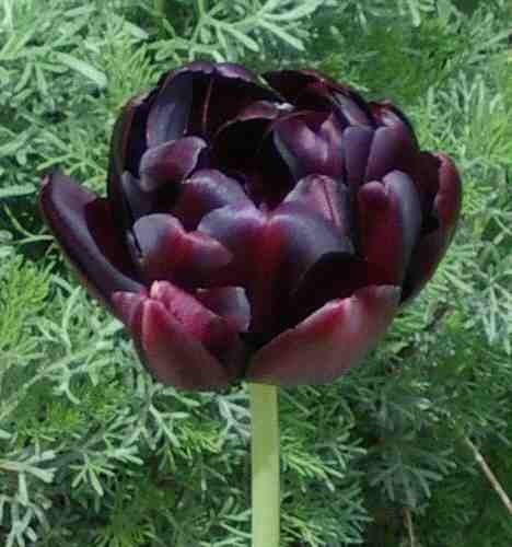 Tulipa 'Black Hero'
