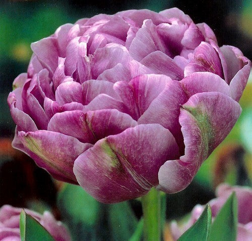 Tulipa 'Blue Diamond'