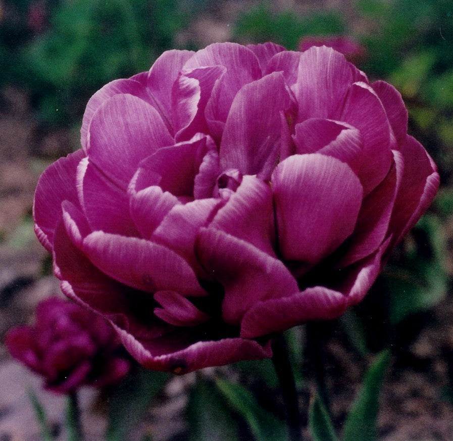 Tulipa 'Blue Diamond'