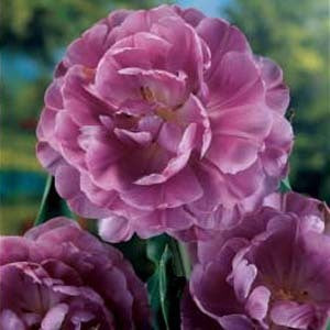Tulipa 'Blue Diamond'