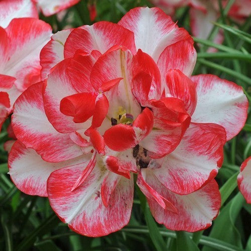 Tulipa 'Dreamer'