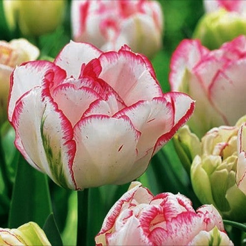Tulipa 'Dreamer'