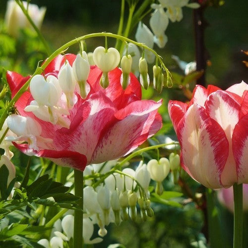 Tulipa 'Dreamer'