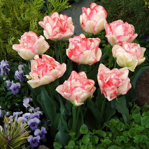Tulipa 'Dreamer'