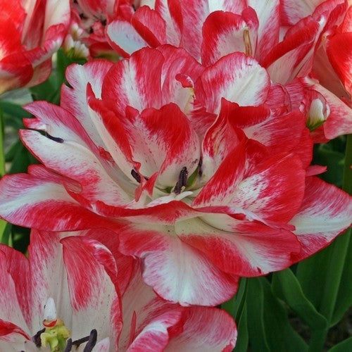 Tulipa 'Dreamer'