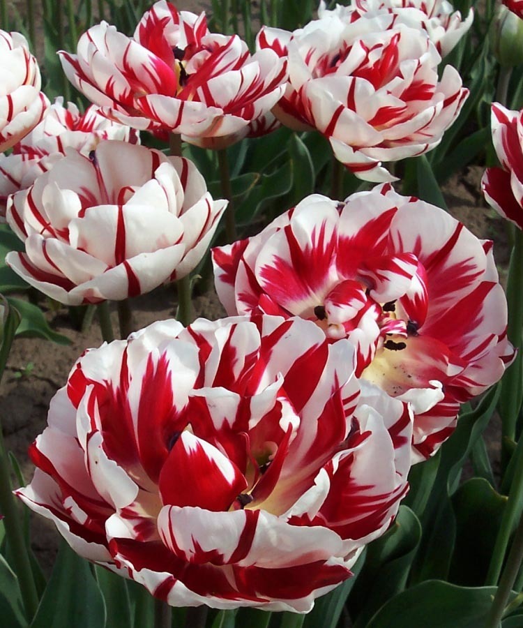 Tulipa 'Carnaval de Nice'