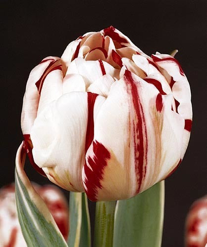 Tulipa 'Carnaval de Nice'