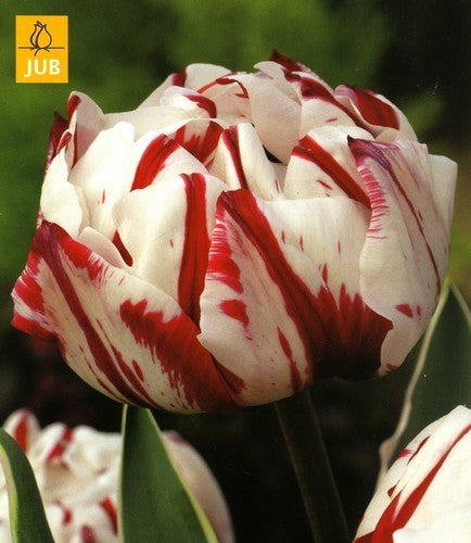Tulipa 'Carnaval de Nice'