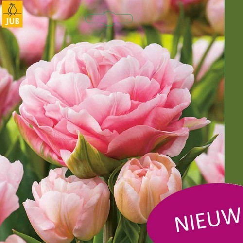 Tulipa 'Finola'
